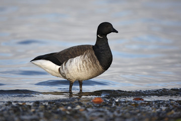 Brent goose, Branta bernicla hrota