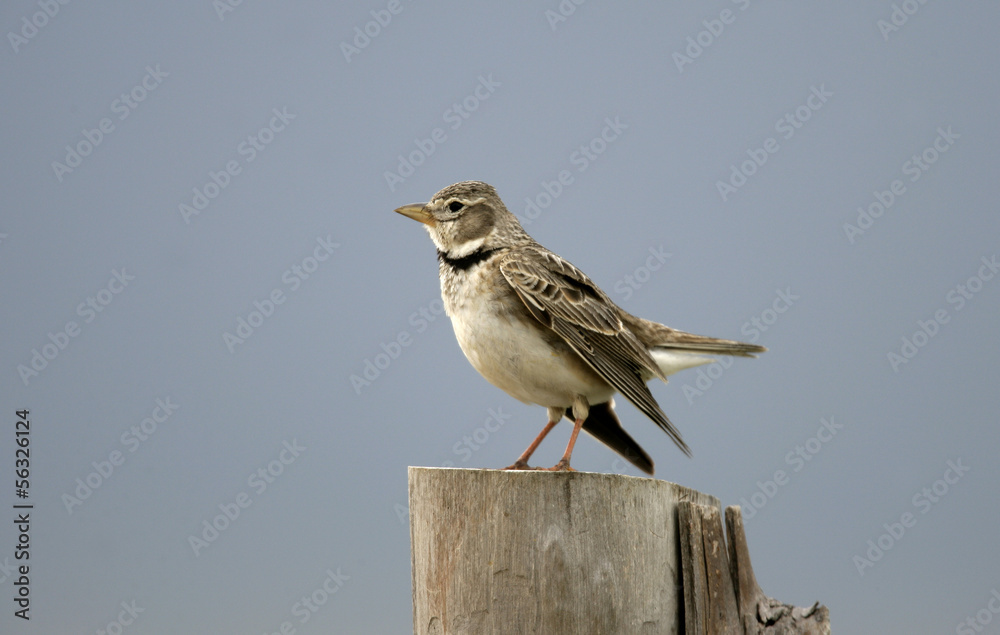 Poster Calandra lark, Melanocorypha calandra,