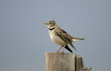 Calandra lark, Melanocorypha calandra,