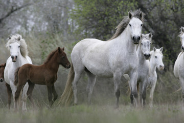 Obraz na płótnie Canvas Camargue białego konia