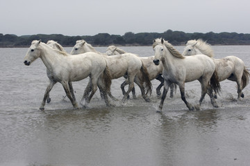 Obraz premium Camargue white horse