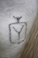 Fototapeta premium Camargue white horse