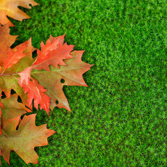 Oak leaves on moss.