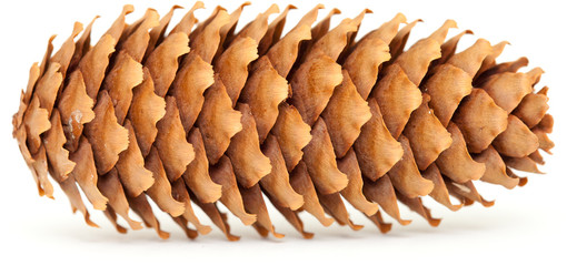 spruce cones isolated on white