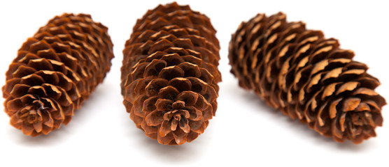 spruce cones isolated on white