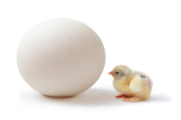 Chick and ostrich egg