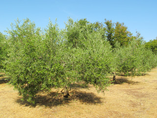 Olive trees plantation and clean summer sky.