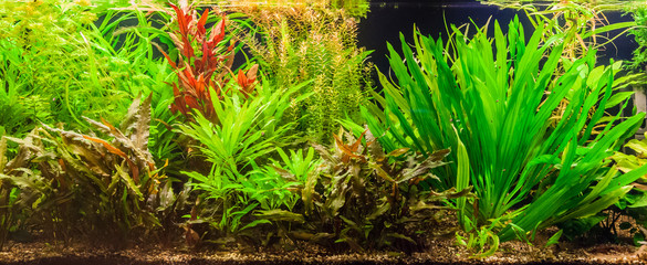Fototapeta premium Ttropical freshwater aquarium with fishes