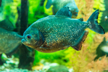 Shoal of tropical piranha fishes in freshwater aquarium