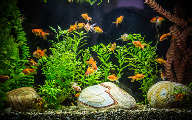 Ttropical freshwater aquarium with fishes © Sergii Figurnyi