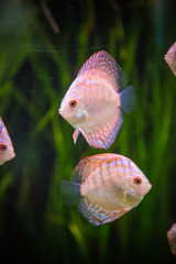 Fototapeta premium Aquarium with tropical fish of the Symphysodon discus spieces