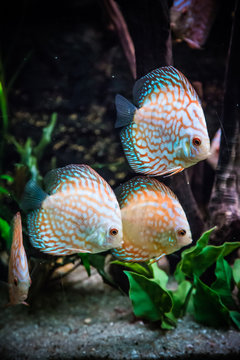 Aquarium with tropical fish of the Symphysodon discus spieces