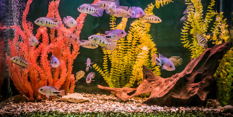 Ttropical freshwater aquarium with fishes © Sergii Figurnyi