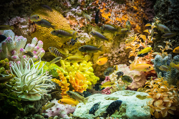 Naklejka na ściany i meble Ttropical freshwater aquarium with fishes