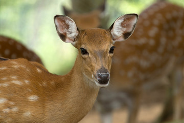deer