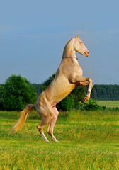 perlino akhal-teke horse rearing