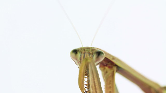 Praying mantis grooming head, close-up