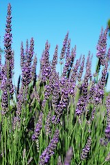 Lavender flowers blooming in summer, Provence, France
