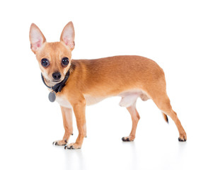 chihuahua dog isolated on white background