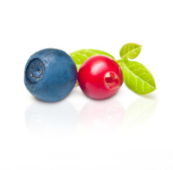 Two wild berry - cowberry and blueberry isolated on white