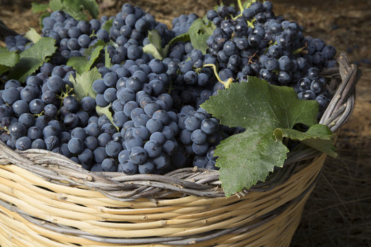 Close-up di un cesto di vimini con uva nera