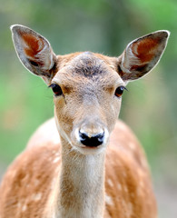 Fallow deer
