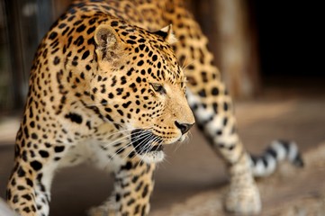 Leopard