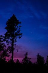 Tree in the night sky
