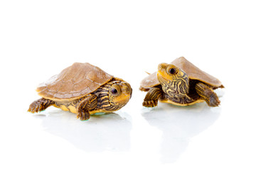 Obraz premium Baby turtles