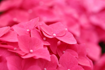 Obraz premium Pink hydrangea flower