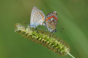 Aricia agestis