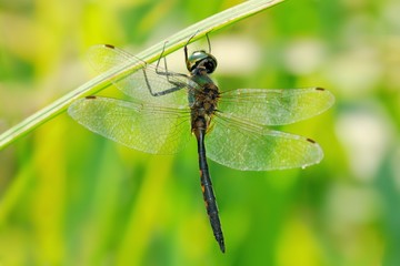 Somathoclora flavomaculata, maschio
