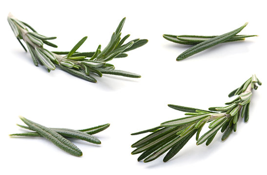 Rosemary herb set