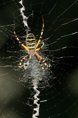 Argiope bruennichi, femmina