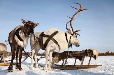  Reindeers in harness © Vladimir Melnikov