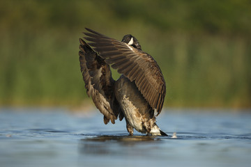 Canada goose, Branta canadensis