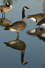 Canada goose, Branta canadensis