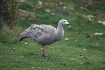 Cape barren goose, Cereopsis novaehollandiae