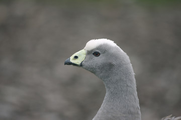 Cape barren goose, Cereopsis novaehollandiae