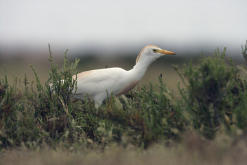 Cattle egret, Bubulcus ibis