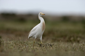 Cattle egret, Bubulcus ibis