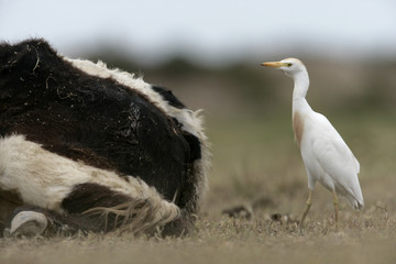 Cattle egret, Bubulcus ibis