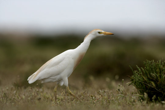 Cattle egret, Bubulcus ibis