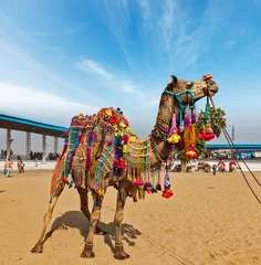 Photo sur Plexiglas Chameau Chameau à Pushkar Mela (Pushkar Camel Fair), Inde