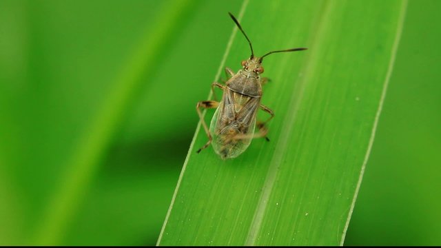 stinkbug on green leaf