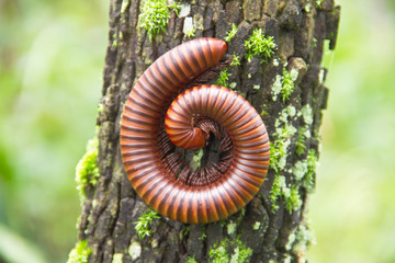 Big millipede in rain forest, Thailand