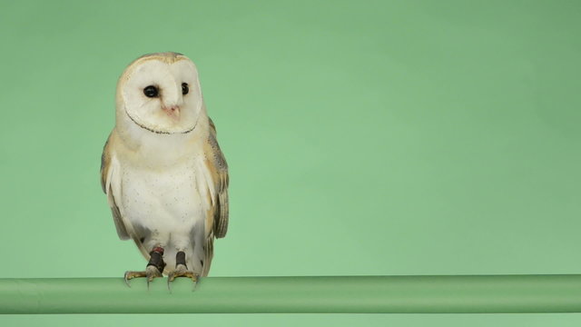 Barn owl perched and looking around, green key