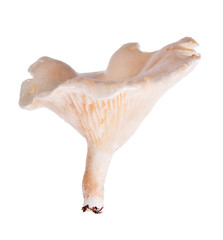 clouded agaric isolated on white