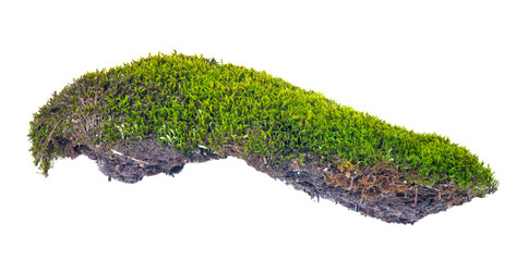 green moss with soil on white
