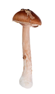 brown grisette mushroom isolated on white